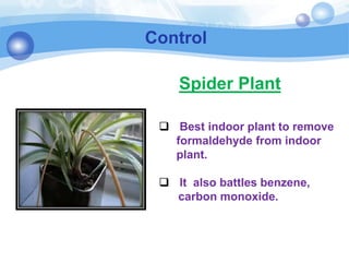 Control
 Best indoor plant to remove
formaldehyde from indoor
plant.
 It also battles benzene,
carbon monoxide.
Spider Plant
 