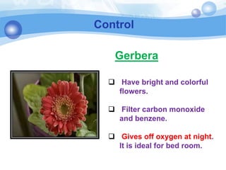 Control
 Have bright and colorful
flowers.
 Filter carbon monoxide
and benzene.
 Gives off oxygen at night.
It is ideal for bed room.
Gerbera
 