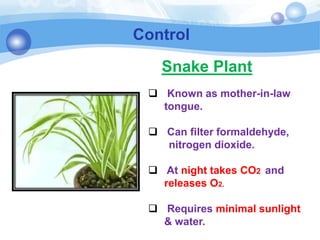 Control
 Known as mother-in-law
tongue.
 Can filter formaldehyde,
nitrogen dioxide.
 At night takes CO2 and
releases O2.
 Requires minimal sunlight
& water.
Snake Plant
 