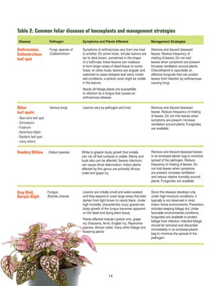 Table 2. Common foliar diseases of houseplants and management strategies
Disease Pathogen Symptoms and Plants Affected Management Strategies
Anthracnose,
Colletotrichum
leaf spot
Fungi; species of
Colletotrichum
Symptoms of anthracnose vary from one host
to another. On some hosts, circular lesions are
tan to dark brown, sometimes in the shape
of a bull’s-eye; these lesions can coalesce
to form larger areas of dead tissue on some
hosts; on other hosts, lesions are angular and
restricted to areas between leaf veins. Under
wet conditions, a pinkish ooze might be visible
in the lesions.
Nearly all foliage plants are susceptible
to infection by a fungus that causes an
anthracnose disease
Remove and discard diseased
leaves. Reduce frequency of
misting of leaves. Do not mist
leaves when symptoms are present.
Increase ventilation around plants.
Chlorothalonil is reportedly an
effective fungicide that can protect
leaves from infection by anthracnose-
causing fungi.
Other
leaf spots:
- Alternaria leaf spot
- Cercospora
- Fusarium
- Ascochyta blight
- Bipolaris leaf spot
- many others
Various fungi Lesions vary by pathogen and host. Remove and discard diseased
leaves. Reduce frequency of misting
of leaves. Do not mist leaves when
symptoms are present. Increase
ventilation around plants. Fungicides
are available.
Powdery Mildew Oidium species White to grayish dusty growth that initially
can rub off leaf surfaces is visible. Stems and
buds also can be affected. Severe infections
can cause shoot deformation. Indoor plants
affected by this genus are primarily African
violet and grape ivy.
Remove and discard diseased leaves
in an enclosed plastic bag to minimize
spread of the pathogen. Reduce
frequency of misting of leaves. Do
not mist leaves when symptoms
are present. Increase ventilation
and reduce relative humidity around
plants. Fungicides are available.
Grey Mold,
Botrytis Blight
Fungus,
Botrytis cinerea
Lesions are initially small and water-soaked,
and they expand to cover large areas that later
darken from light brown to nearly black. Under
high humidity, characteristic fuzzy grayish-tan
dusty growth of the fungus becomes apparent
on the dead and dying plant tissue.
Plants affected include Lipstick vine, grape
ivy, Dracaena, ferns, English ivy, Peperomia
species, African violet, many other foliage and
ﬂowering plants
Since this disease develops only
under high-moisture conditions, it
typically is not observed in most
indoor home environments. Prevention
includes keeping foliage dry. Under
favorable environmental conditions,
fungicides are available to protect
foliage from infection. Infected foliage
should be removed and discarded
immediately in an enclosed plastic
bag to minimize the spread of the
pathogen.
14
 