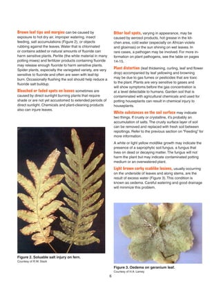 Brown leaf tips and margins can be caused by
exposure to hot dry air, improper watering, insect
feeding, salt accumulations (Figure 2), or objects
rubbing against the leaves. Water that is chlorinated
or contains added or natural amounts of ﬂuoride can
harm sensitive plants. Perlite (the white material in many
potting mixes) and fertilizer products containing ﬂuoride
may release enough ﬂuoride to harm sensitive plants.
Spider plants, especially the variegated variety, are very
sensitive to ﬂuoride and often are seen with leaf-tip
burn. Occasionally ﬂushing the soil should help reduce a
ﬂuoride salt buildup.
Bleached or faded spots on leaves sometimes are
caused by direct sunlight burning plants that require
shade or are not yet accustomed to extended periods of
direct sunlight. Chemicals and plant-cleaning products
also can injure leaves.
Other leaf spots, varying in appearance, may be
caused by aerosol products, hot grease in the kit-
chen area, cold water (especially on African violets
and gloxinias) or the sun shining on wet leaves. In
rare cases, a pathogen may be involved. For more in-
formation on plant pathogens, see the table on pages
14-15.
Plant distortion (leaf thickening, curling, leaf and ﬂower
drop) accompanied by leaf yellowing and browning
may be due to gas fumes or pesticides that are toxic
to the plant. Plants are very sensitive to gases and
will show symptoms before the gas concentration is
at a level detectable to humans. Garden soil that is
contaminated with agricultural chemicals and used for
potting houseplants can result in chemical injury to
houseplants.
White substances on the soil surface may indicate
two things. If crusty or crystalline, it’s probably an
accumulation of salts. The crusty surface layer of soil
can be removed and replaced with fresh soil between
repottings. Refer to the previous section on “Feeding” for
more information.
A white or light yellow moldlike growth may indicate the
presence of a saprophytic soil fungus, a fungus that
lives on dead or decaying matter. The fungus will not
harm the plant but may indicate contaminated potting
medium or an overwatered plant.
Light brown corky scablike lesions, usually occurring
on the underside of leaves and along stems, are the
result of excess water (Figure 3). This condition is
known as oedema. Careful watering and good drainage
will minimize this problem.
Figure 2. Soluable salt injury on fern.
Courtesy of R.W. Stack
Figure 3. Oedema on geranium leaf.
Courtesy of H.A. Lamey
6
 