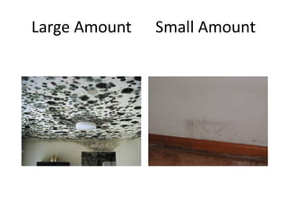 Large Amount Small Amount
 