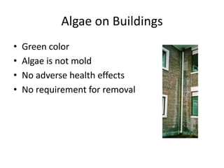 Algae on Buildings
• Green color
• Algae is not mold
• No adverse health effects
• No requirement for removal
 