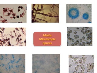 Indoor mold management | PDF
