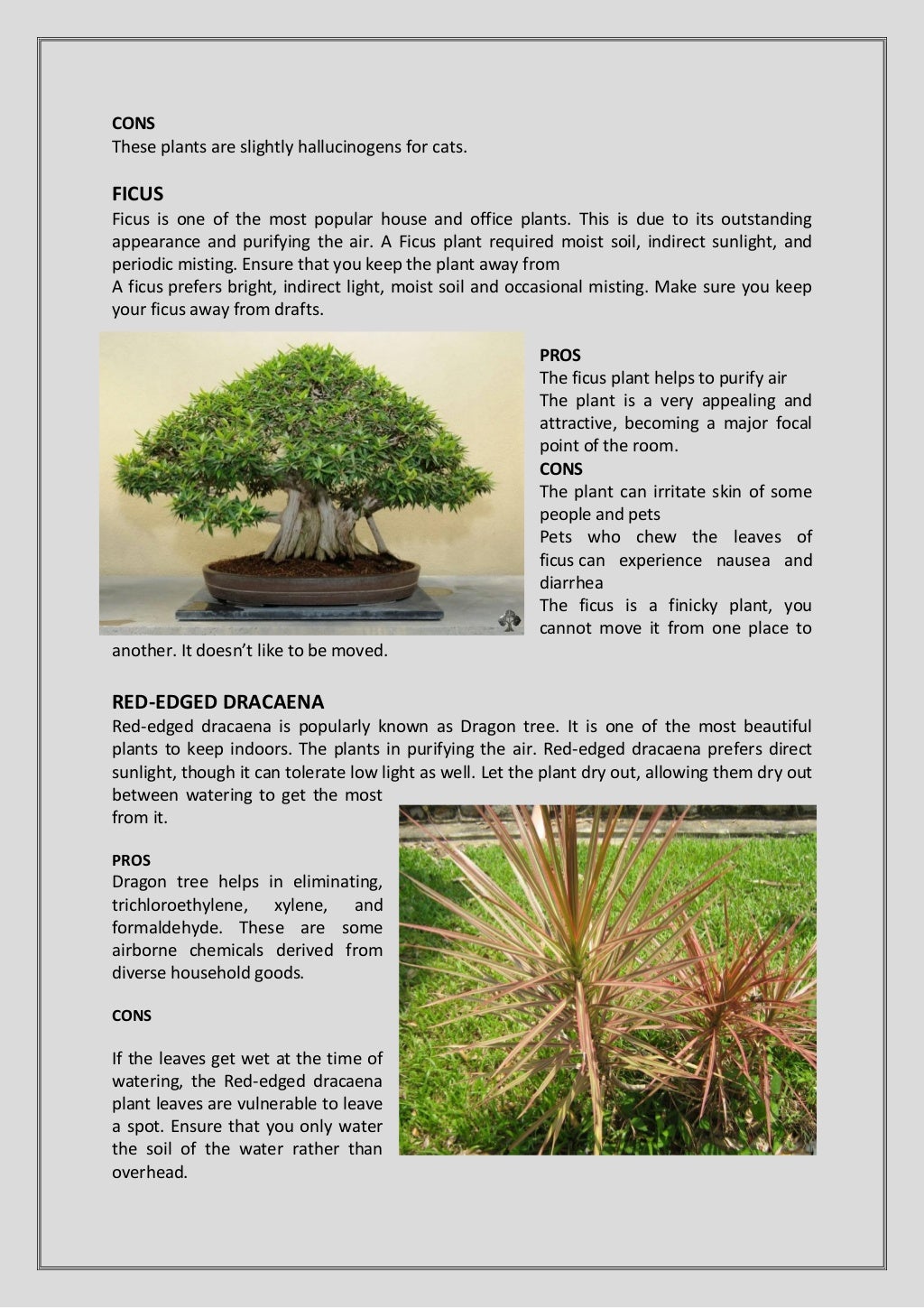 Indoor Outdoor Plants Nursery Online India Bangalore Btm