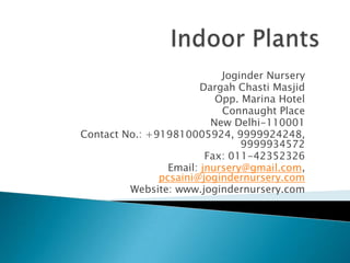 Indoor Plants Joginder Nursery Dargah Chasti Masjid Opp. Marina Hotel Connaught Place New Delhi-110001 Contact No.: +919810005924, 9999924248, 9999934572 Fax: 011-42352326 Email: jnursery@gmail.com, pcsaini@jogindernursery.com Website: www.jogindernursery.com 