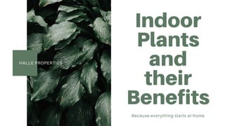 HALLE PROPERTIES
Indoor
Plants
and
their
Benefits
Because everything starts at home
 