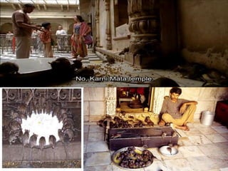 Karni mata
temple at
BIKANER




             70
 