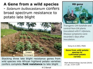 Engineering Potato Plant Genome Engineering for Agriculture, Food and Nutrition by Dr. K C ...