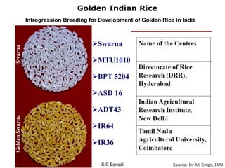 Golden Rice In India Plant Genome Engineering for Agriculture, Food and Nutrition by Dr. K C ...