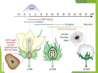 effects of auxin - cytokinin on seed development | PPTX