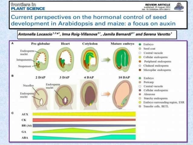 Effects Of Auxin Cytokinin On Seed Development - 638x479 - jpeg Auxin Effects