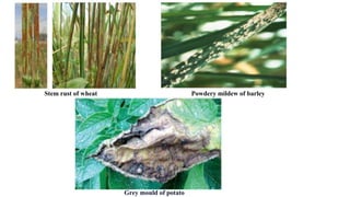 Stem rust of wheat Powdery mildew of barley
Grey mould of potato
 