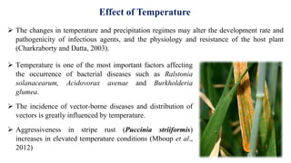  The changes in temperature and precipitation regimes may alter the development rate and
pathogenicity of infectious agents, and the physiology and resistance of the host plant
(Charkraborty and Datta, 2003).
Effect of Temperature
 Temperature is one of the most important factors affecting
the occurrence of bacterial diseases such as Ralstonia
solanacearum, Acidovorax avenae and Burkholderia
glumea.
 The incidence of vector-borne diseases and distribution of
vectors is greatly influenced by temperature.
 Aggressiveness in stripe rust (Puccinia striiformis)
increases in elevated temperature conditions (Mboup et al.,
2012)
 