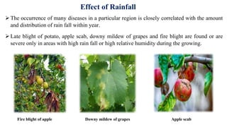 Effect of Rainfall
The occurrence of many diseases in a particular region is closely correlated with the amount
and distribution of rain fall within year.
Late blight of potato, apple scab, downy mildew of grapes and fire blight are found or are
severe only in areas with high rain fall or high relative humidity during the growing.
Fire blight of apple Downy mildew of grapes Apple scab
 