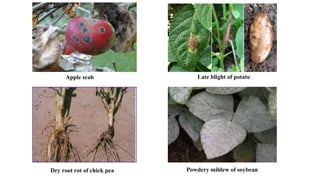 Apple scab Late blight of potato
Dry root rot of chick pea Powdery mildew of soybean
 