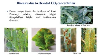  Dense canopy favors the incidence of Rust,
Powdery mildew, Alternaria blight,
Stemphylium blight and Anthracnose
diseases.
Diseases due to elevated CO2 concertation
Stem rust
Powdery mildew of field pea
Alternaria blight
Anthracnose
 