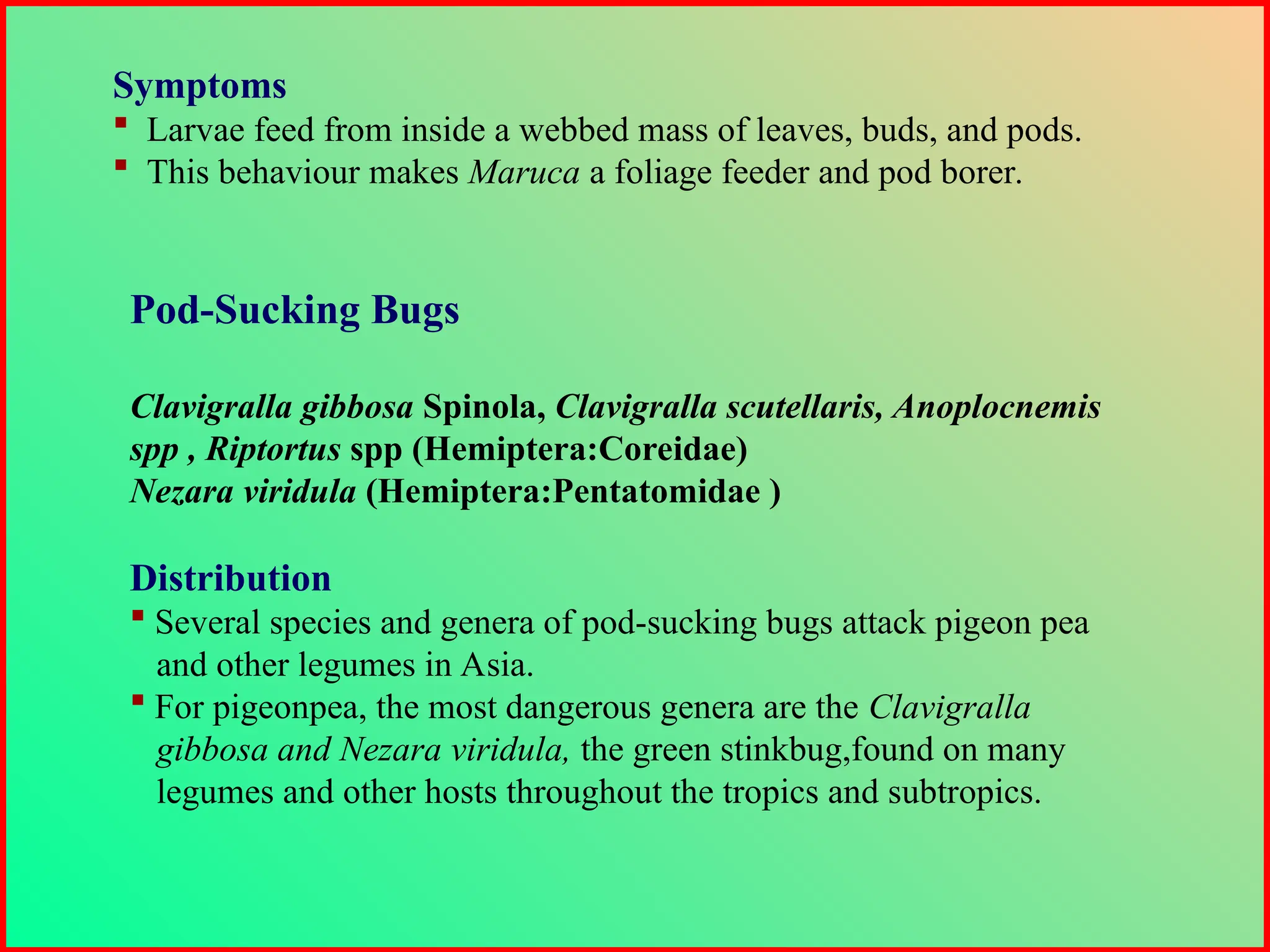 Symptoms
 Larvae feed from inside a webbed mass of leaves, buds, and pods.
 This behaviour makes Maruca a foliage feeder and pod borer.
Pod-Sucking Bugs
Clavigralla gibbosa Spinola, Clavigralla scutellaris, Anoplocnemis
spp , Riptortus spp (Hemiptera:Coreidae)
Nezara viridula (Hemiptera:Pentatomidae )
Distribution
 Several species and genera of pod-sucking bugs attack pigeon pea
and other legumes in Asia.
 For pigeonpea, the most dangerous genera are the Clavigralla
gibbosa and Nezara viridula, the green stinkbug,found on many
legumes and other hosts throughout the tropics and subtropics.
 