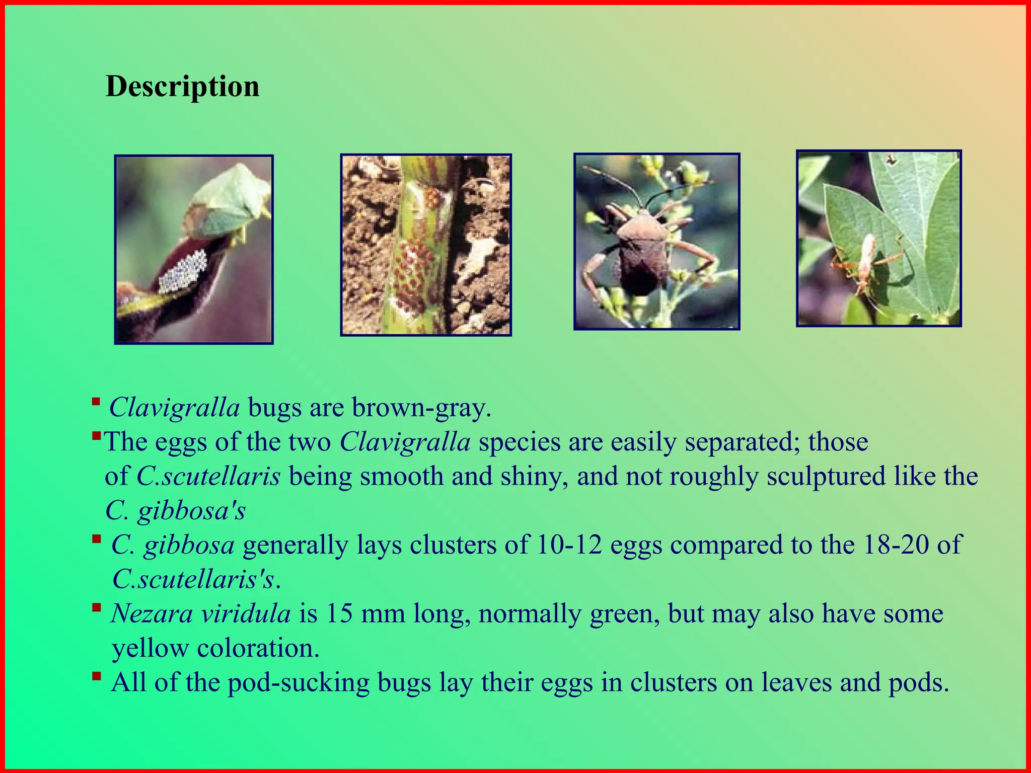 Description
 Clavigralla bugs are brown-gray.
The eggs of the two Clavigralla species are easily separated; those
of C.scutellaris being smooth and shiny, and not roughly sculptured like the
C. gibbosa's
 C. gibbosa generally lays clusters of 10-12 eggs compared to the 18-20 of
C.scutellaris's.
 Nezara viridula is 15 mm long, normally green, but may also have some
yellow coloration.
 All of the pod-sucking bugs lay their eggs in clusters on leaves and pods.
 