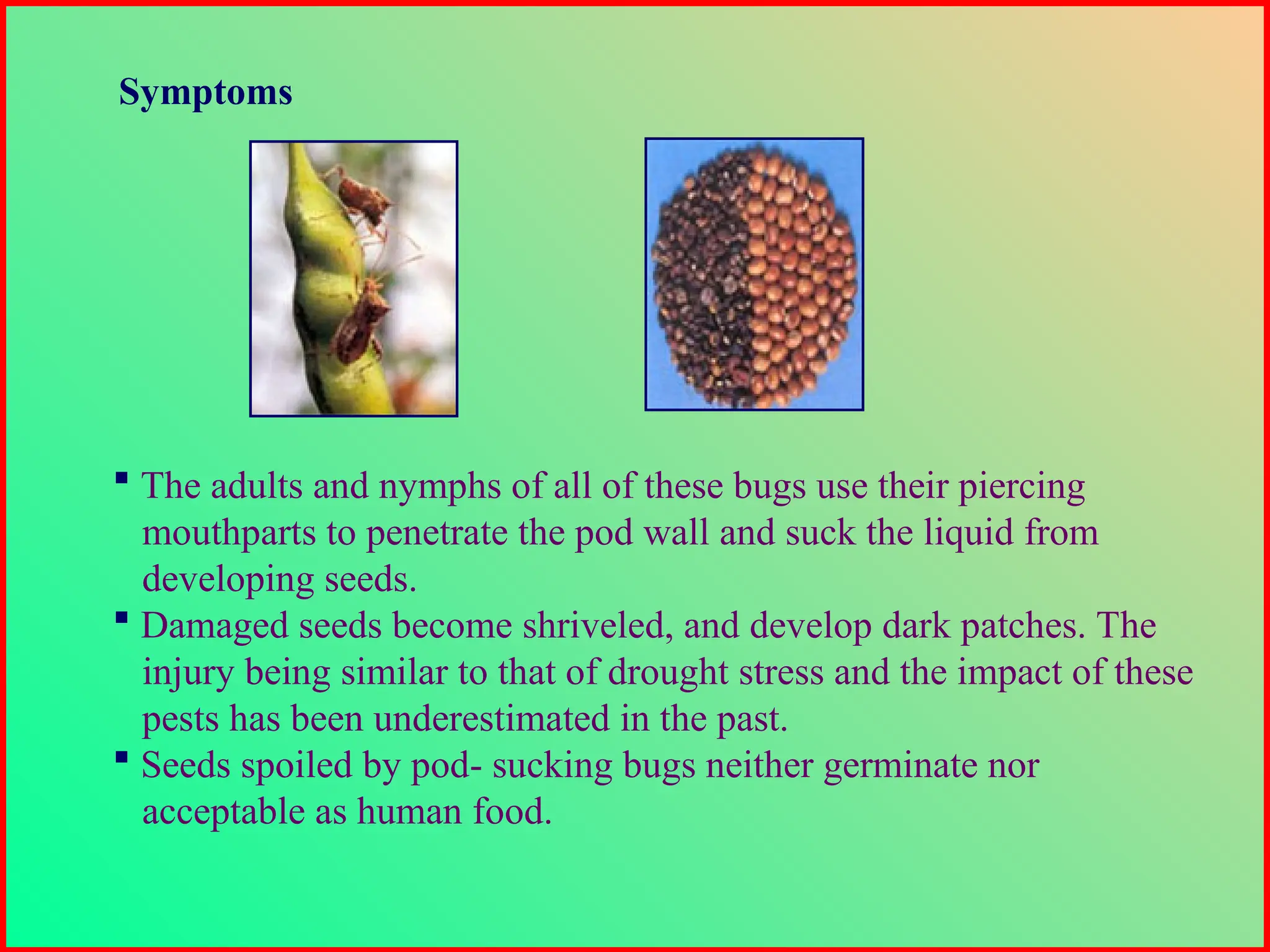  The adults and nymphs of all of these bugs use their piercing
mouthparts to penetrate the pod wall and suck the liquid from
developing seeds.
 Damaged seeds become shriveled, and develop dark patches. The
injury being similar to that of drought stress and the impact of these
pests has been underestimated in the past.
 Seeds spoiled by pod- sucking bugs neither germinate nor
acceptable as human food.
Symptoms
 