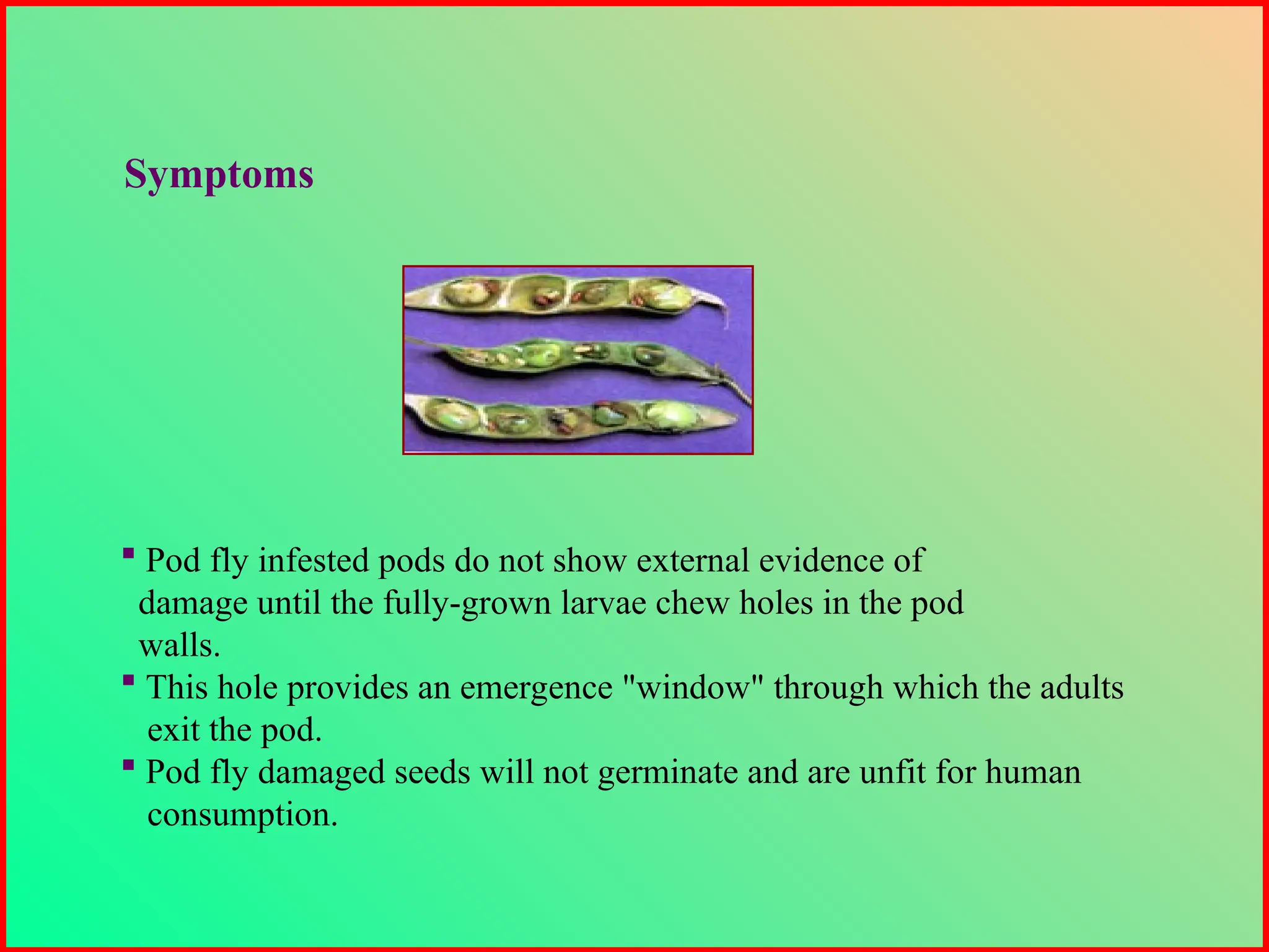  Pod fly infested pods do not show external evidence of
damage until the fully-grown larvae chew holes in the pod
walls.
 This hole provides an emergence "window" through which the adults
exit the pod.
 Pod fly damaged seeds will not germinate and are unfit for human
consumption.
Symptoms
 