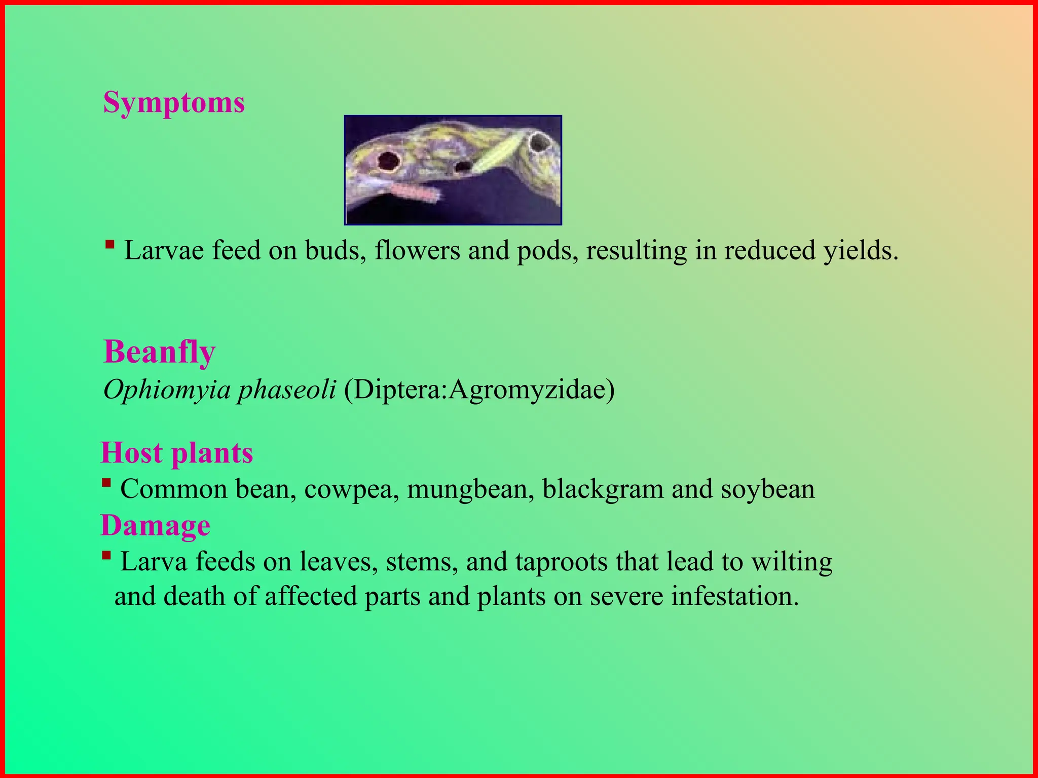 Larvae feed on buds, flowers and pods, resulting in reduced yields.
Symptoms
Beanfly
Ophiomyia phaseoli (Diptera:Agromyzidae)
Host plants
 Common bean, cowpea, mungbean, blackgram and soybean
Damage
 Larva feeds on leaves, stems, and taproots that lead to wilting
and death of affected parts and plants on severe infestation.
 