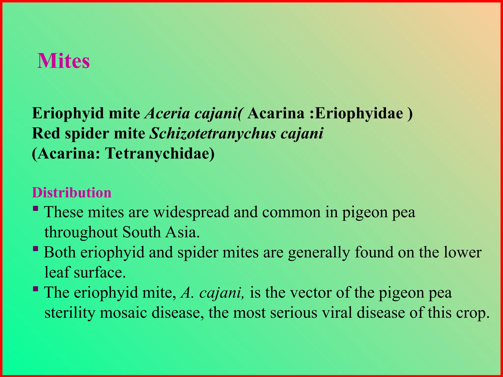 Eriophyid mite Aceria cajani( Acarina :Eriophyidae )
Red spider mite Schizotetranychus cajani
(Acarina: Tetranychidae)
Distribution
 These mites are widespread and common in pigeon pea
throughout South Asia.
 Both eriophyid and spider mites are generally found on the lower
leaf surface.
 The eriophyid mite, A. cajani, is the vector of the pigeon pea
sterility mosaic disease, the most serious viral disease of this crop.
Mites
 