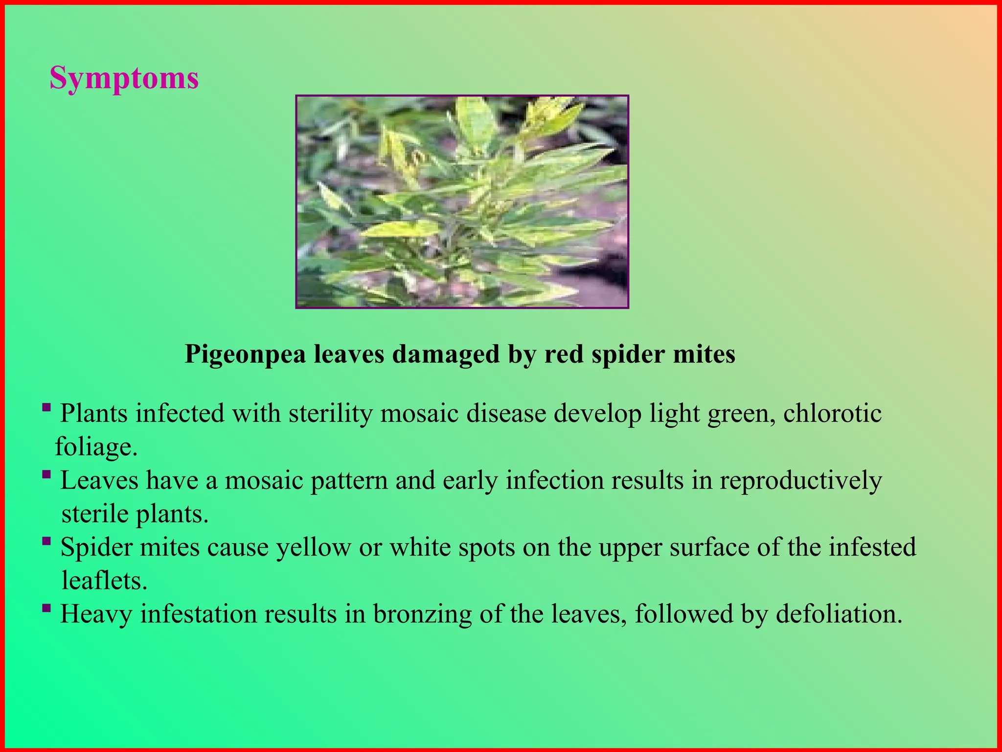  Plants infected with sterility mosaic disease develop light green, chlorotic
foliage.
 Leaves have a mosaic pattern and early infection results in reproductively
sterile plants.
 Spider mites cause yellow or white spots on the upper surface of the infested
leaflets.
 Heavy infestation results in bronzing of the leaves, followed by defoliation.
Symptoms
Pigeonpea leaves damaged by red spider mites
 