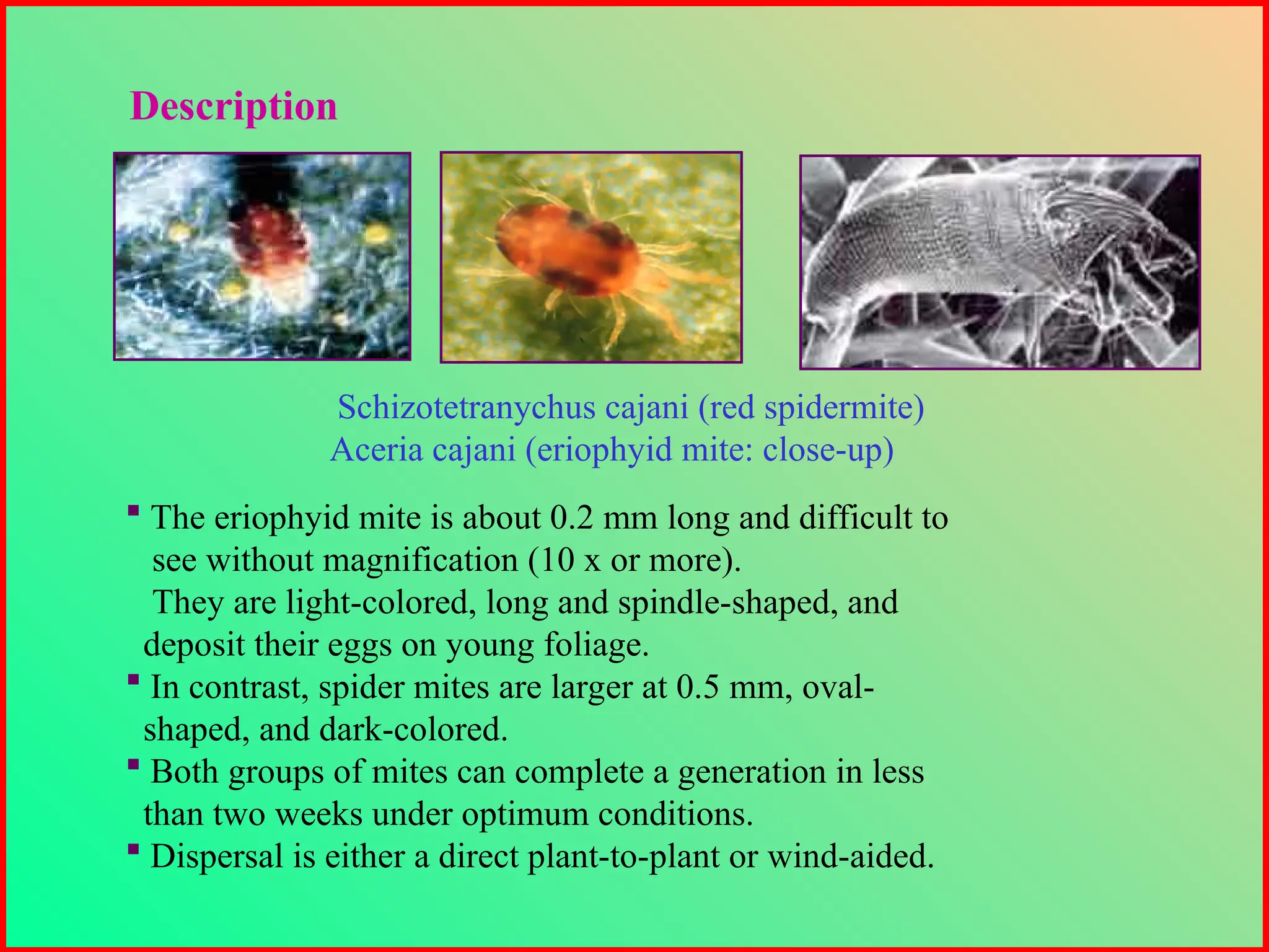  The eriophyid mite is about 0.2 mm long and difficult to
see without magnification (10 x or more).
They are light-colored, long and spindle-shaped, and
deposit their eggs on young foliage.
 In contrast, spider mites are larger at 0.5 mm, oval-
shaped, and dark-colored.
 Both groups of mites can complete a generation in less
than two weeks under optimum conditions.
 Dispersal is either a direct plant-to-plant or wind-aided.
Schizotetranychus cajani (red spidermite)
Aceria cajani (eriophyid mite: close-up)
Description
 