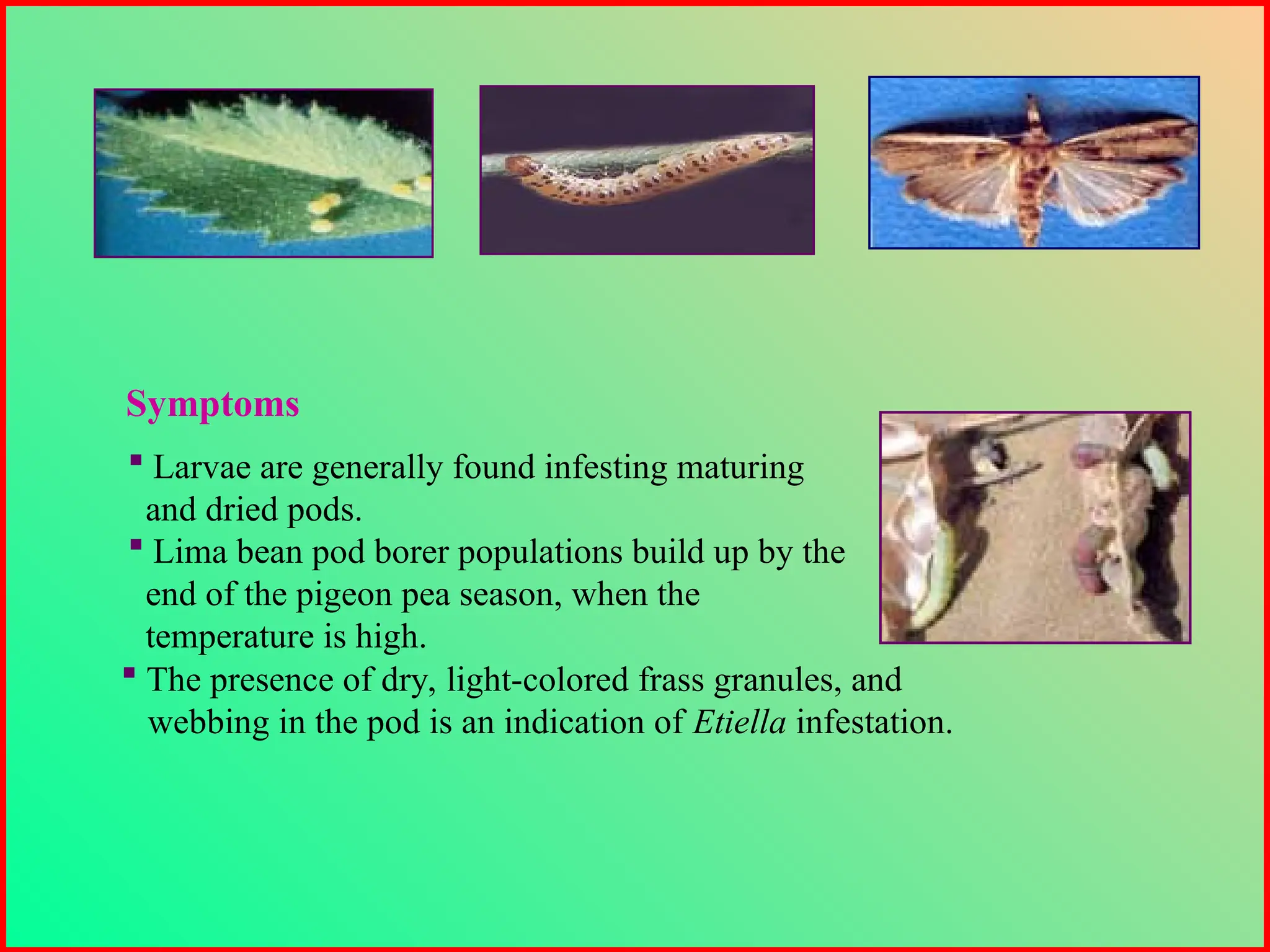  The presence of dry, light-colored frass granules, and
webbing in the pod is an indication of Etiella infestation.
Symptoms
 Larvae are generally found infesting maturing
and dried pods.
 Lima bean pod borer populations build up by the
end of the pigeon pea season, when the
temperature is high.
 