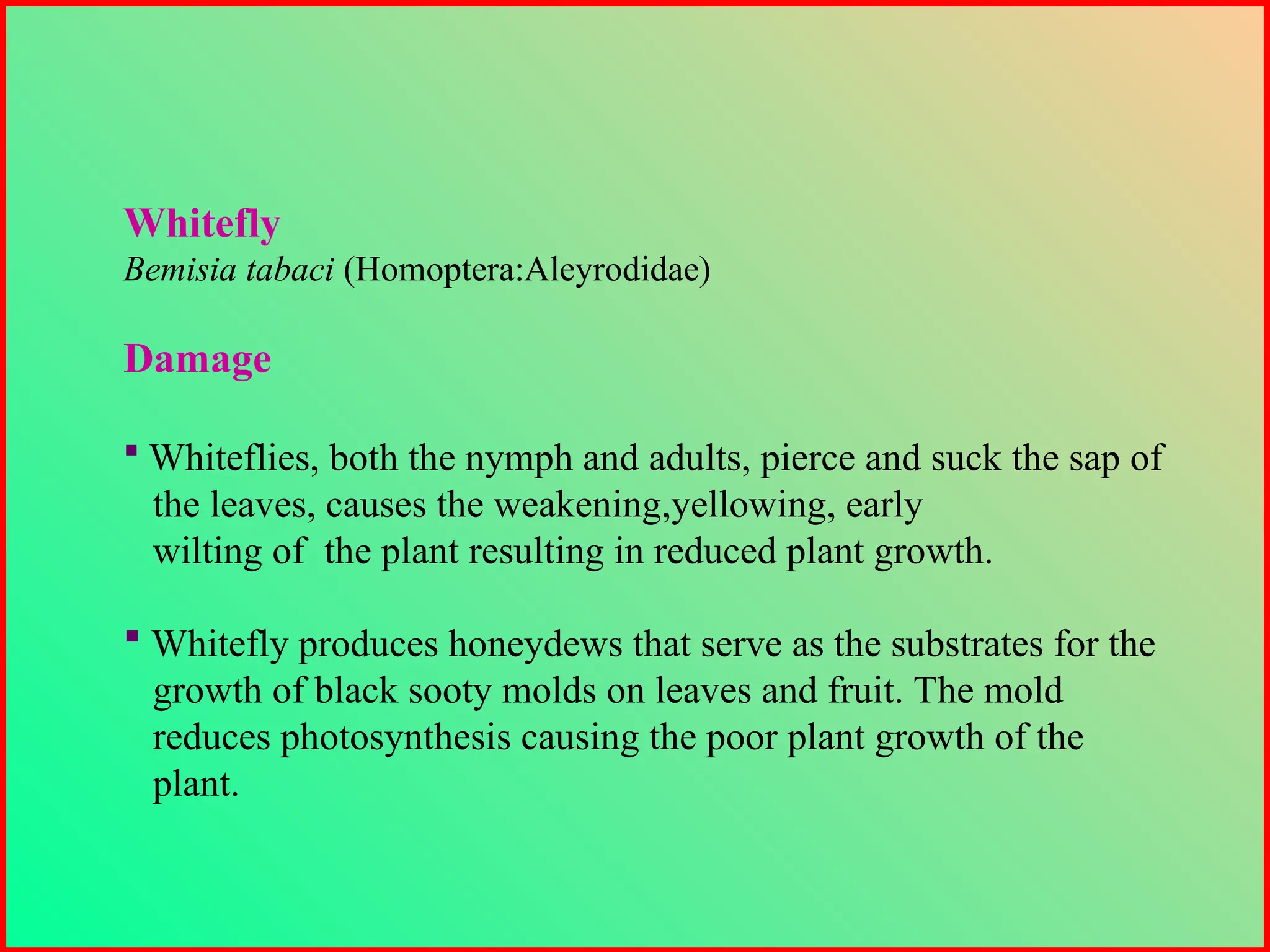 Whitefly
Bemisia tabaci (Homoptera:Aleyrodidae)
Damage
 Whiteflies, both the nymph and adults, pierce and suck the sap of
the leaves, causes the weakening,yellowing, early
wilting of the plant resulting in reduced plant growth.
 Whitefly produces honeydews that serve as the substrates for the
growth of black sooty molds on leaves and fruit. The mold
reduces photosynthesis causing the poor plant growth of the
plant.
 