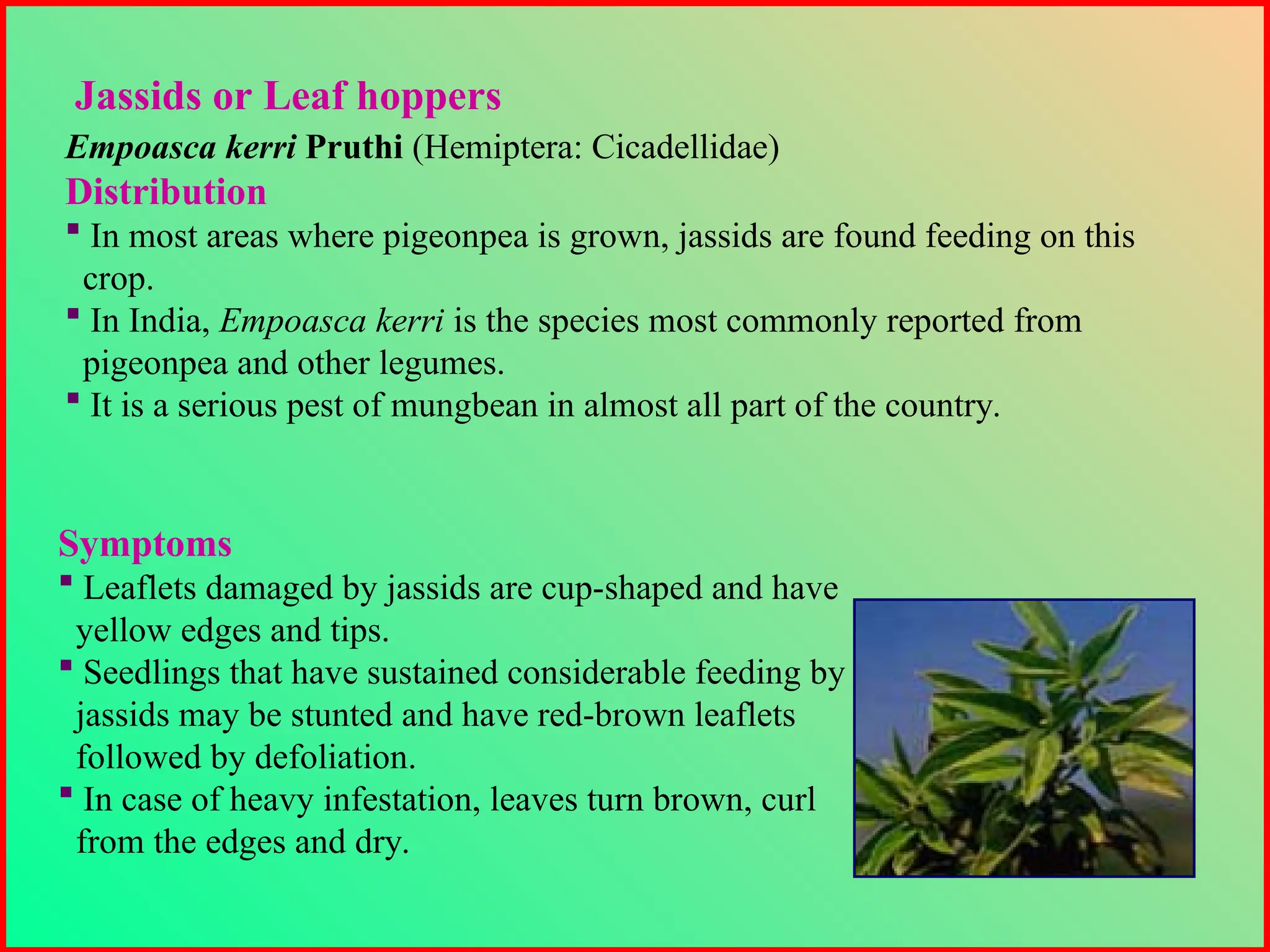 Empoasca kerri Pruthi (Hemiptera: Cicadellidae)
Distribution
 In most areas where pigeonpea is grown, jassids are found feeding on this
crop.
 In India, Empoasca kerri is the species most commonly reported from
pigeonpea and other legumes.
 It is a serious pest of mungbean in almost all part of the country.
Jassids or Leaf hoppers
Symptoms
 Leaflets damaged by jassids are cup-shaped and have
yellow edges and tips.
 Seedlings that have sustained considerable feeding by
jassids may be stunted and have red-brown leaflets
followed by defoliation.
 In case of heavy infestation, leaves turn brown, curl
from the edges and dry.
 