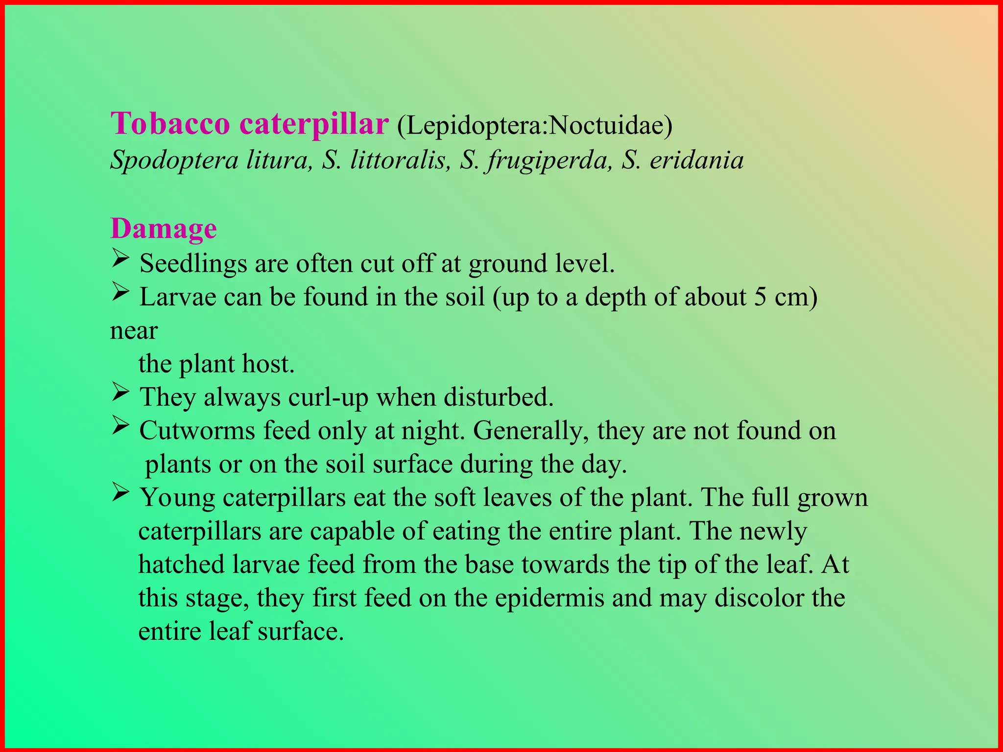 Tobacco caterpillar (Lepidoptera:Noctuidae)
Spodoptera litura, S. littoralis, S. frugiperda, S. eridania
Damage
 Seedlings are often cut off at ground level.
 Larvae can be found in the soil (up to a depth of about 5 cm)
near
the plant host.
 They always curl-up when disturbed.
 Cutworms feed only at night. Generally, they are not found on
plants or on the soil surface during the day.
 Young caterpillars eat the soft leaves of the plant. The full grown
caterpillars are capable of eating the entire plant. The newly
hatched larvae feed from the base towards the tip of the leaf. At
this stage, they first feed on the epidermis and may discolor the
entire leaf surface.
 