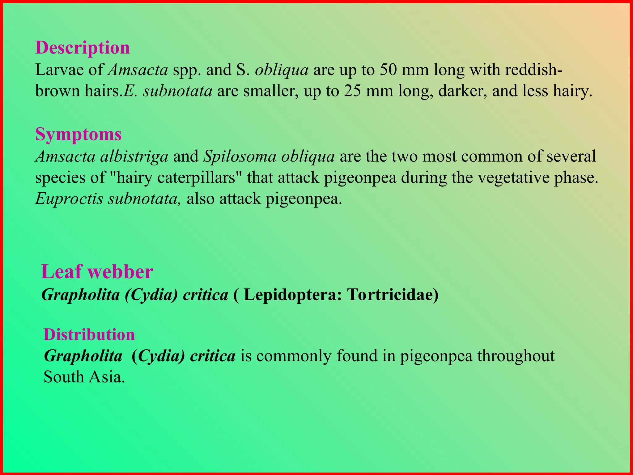 Description
Larvae of Amsacta spp. and S. obliqua are up to 50 mm long with reddish-
brown hairs.E. subnotata are smaller, up to 25 mm long, darker, and less hairy.
Symptoms
Amsacta albistriga and Spilosoma obliqua are the two most common of several
species of "hairy caterpillars" that attack pigeonpea during the vegetative phase.
Euproctis subnotata, also attack pigeonpea.
Leaf webber
Grapholita (Cydia) critica ( Lepidoptera: Tortricidae)
Distribution
Grapholita (Cydia) critica is commonly found in pigeonpea throughout
South Asia.
 