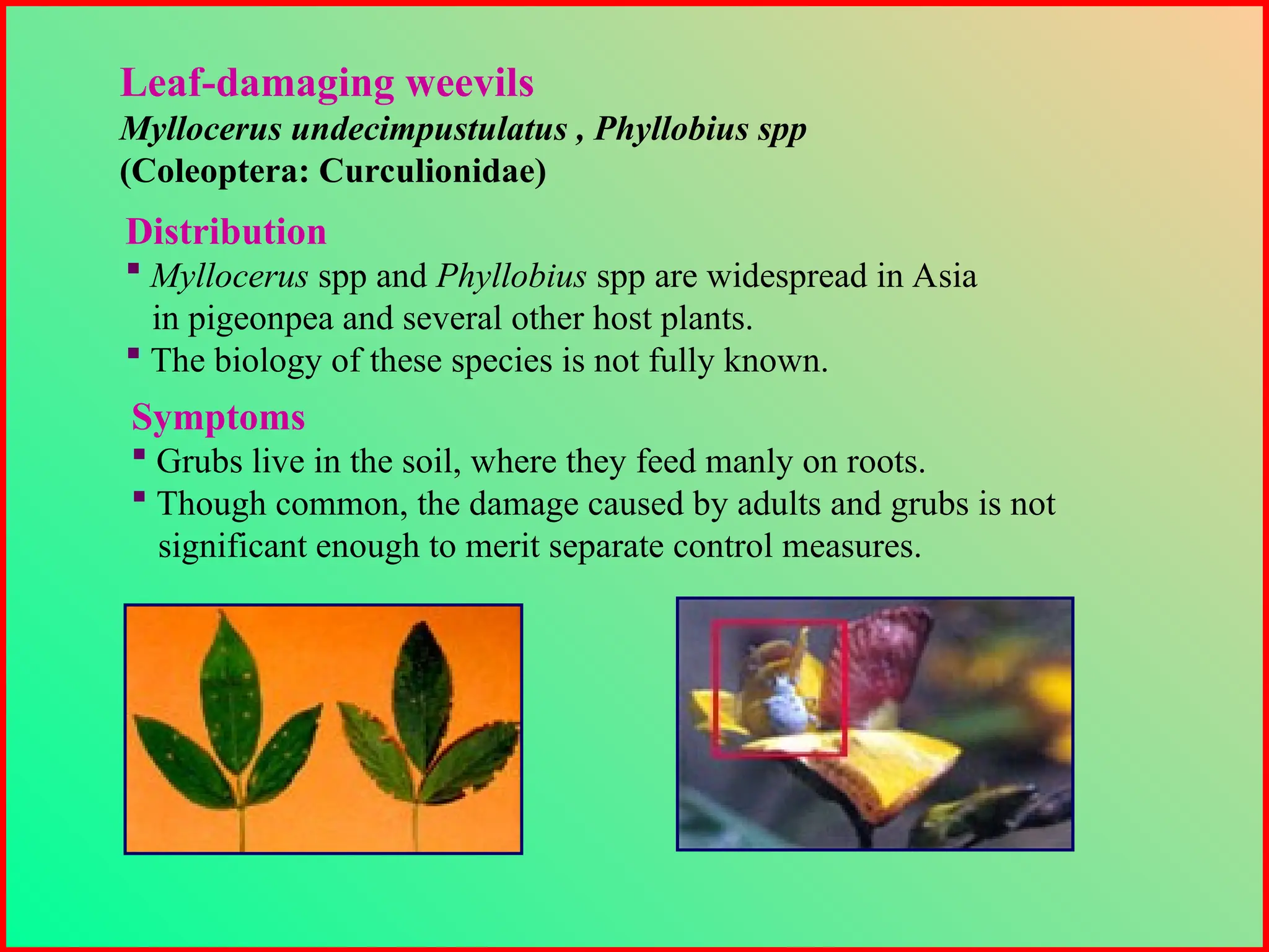 Distribution
 Myllocerus spp and Phyllobius spp are widespread in Asia
in pigeonpea and several other host plants.
 The biology of these species is not fully known.
Leaf-damaging weevils
Myllocerus undecimpustulatus , Phyllobius spp
(Coleoptera: Curculionidae)
Symptoms
 Grubs live in the soil, where they feed manly on roots.
 Though common, the damage caused by adults and grubs is not
significant enough to merit separate control measures.
 