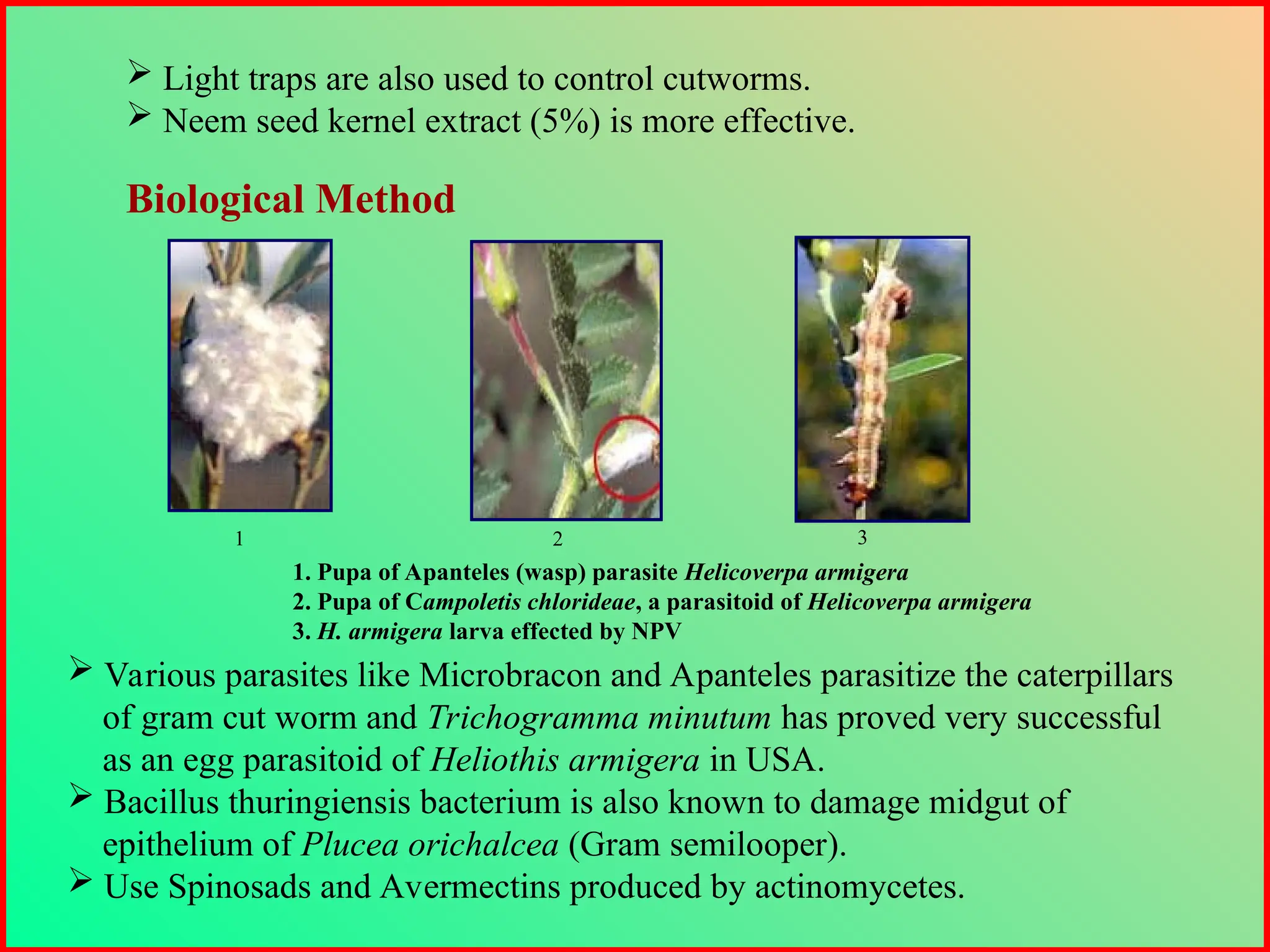  Various parasites like Microbracon and Apanteles parasitize the caterpillars
of gram cut worm and Trichogramma minutum has proved very successful
as an egg parasitoid of Heliothis armigera in USA.
 Bacillus thuringiensis bacterium is also known to damage midgut of
epithelium of Plucea orichalcea (Gram semilooper).
 Use Spinosads and Avermectins produced by actinomycetes.
 Light traps are also used to control cutworms.
 Neem seed kernel extract (5%) is more effective.
Biological Method
1 2 3
1. Pupa of Apanteles (wasp) parasite Helicoverpa armigera
2. Pupa of Campoletis chlorideae, a parasitoid of Helicoverpa armigera
3. H. armigera larva effected by NPV
 