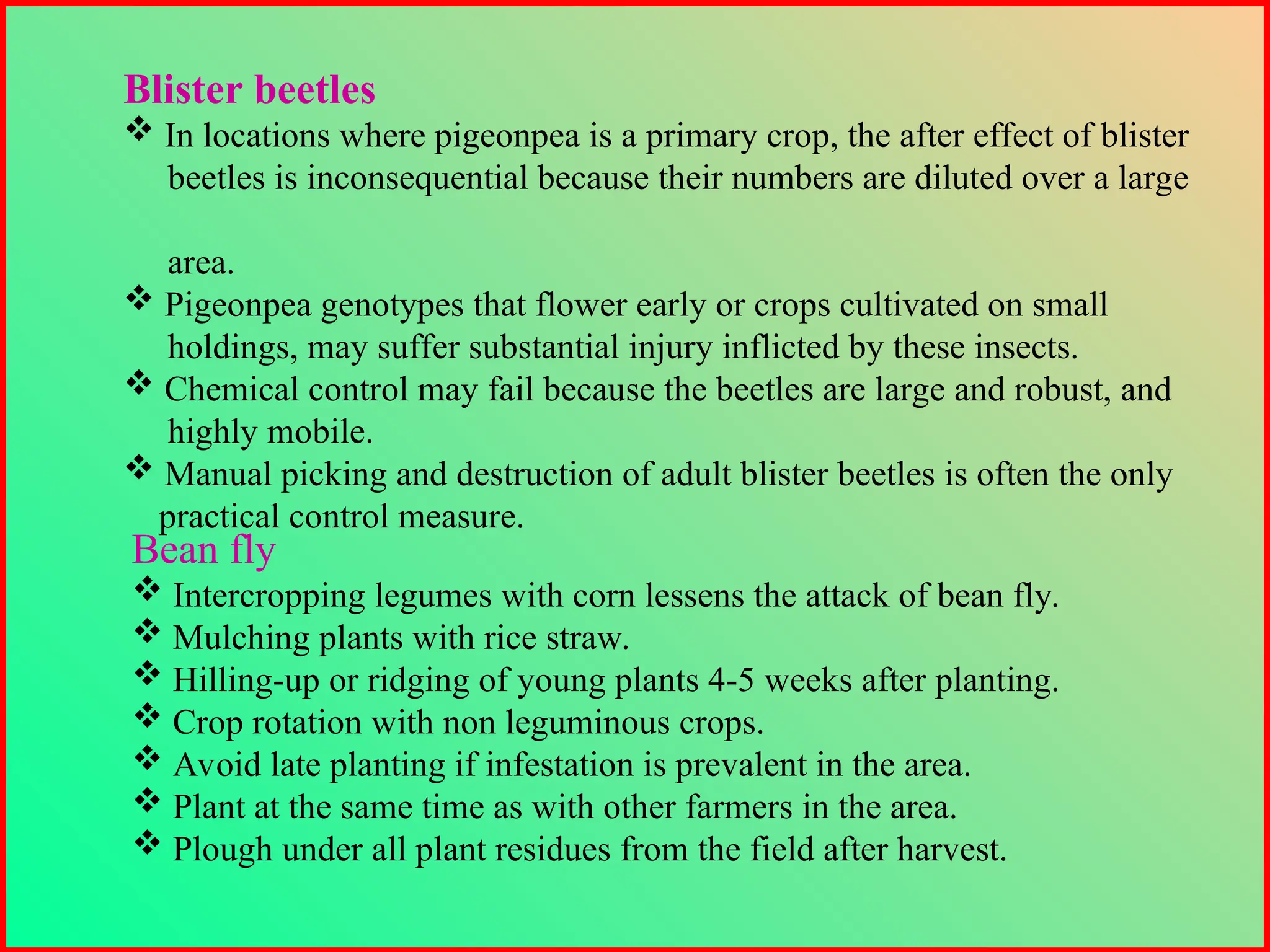 Blister beetles
 In locations where pigeonpea is a primary crop, the after effect of blister
beetles is inconsequential because their numbers are diluted over a large
area.
 Pigeonpea genotypes that flower early or crops cultivated on small
holdings, may suffer substantial injury inflicted by these insects.
 Chemical control may fail because the beetles are large and robust, and
highly mobile.
 Manual picking and destruction of adult blister beetles is often the only
practical control measure.
Bean fly
 Intercropping legumes with corn lessens the attack of bean fly.
 Mulching plants with rice straw.
 Hilling-up or ridging of young plants 4-5 weeks after planting.
 Crop rotation with non leguminous crops.
 Avoid late planting if infestation is prevalent in the area.
 Plant at the same time as with other farmers in the area.
 Plough under all plant residues from the field after harvest.
 