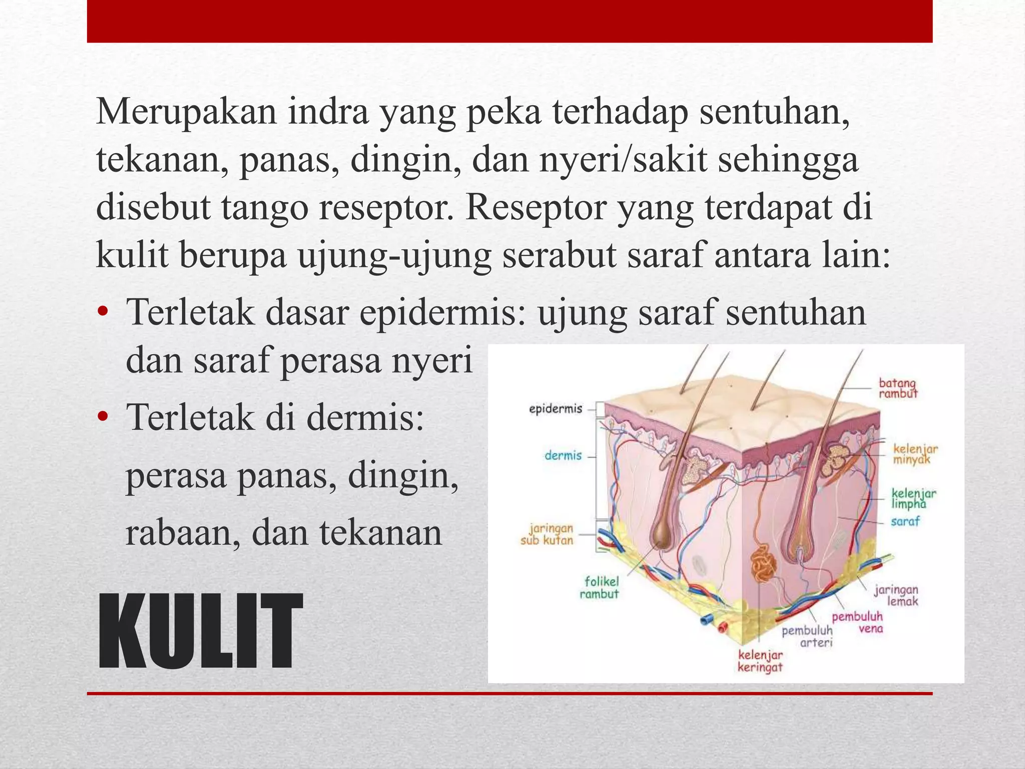 KULIT
Merupakan indra yang peka terhadap sentuhan,
tekanan, panas, dingin, dan nyeri/sakit sehingga
disebut tango reseptor. Reseptor yang terdapat di
kulit berupa ujung-ujung serabut saraf antara lain:
• Terletak dasar epidermis: ujung saraf sentuhan
dan saraf perasa nyeri
• Terletak di dermis:
perasa panas, dingin,
rabaan, dan tekanan
 