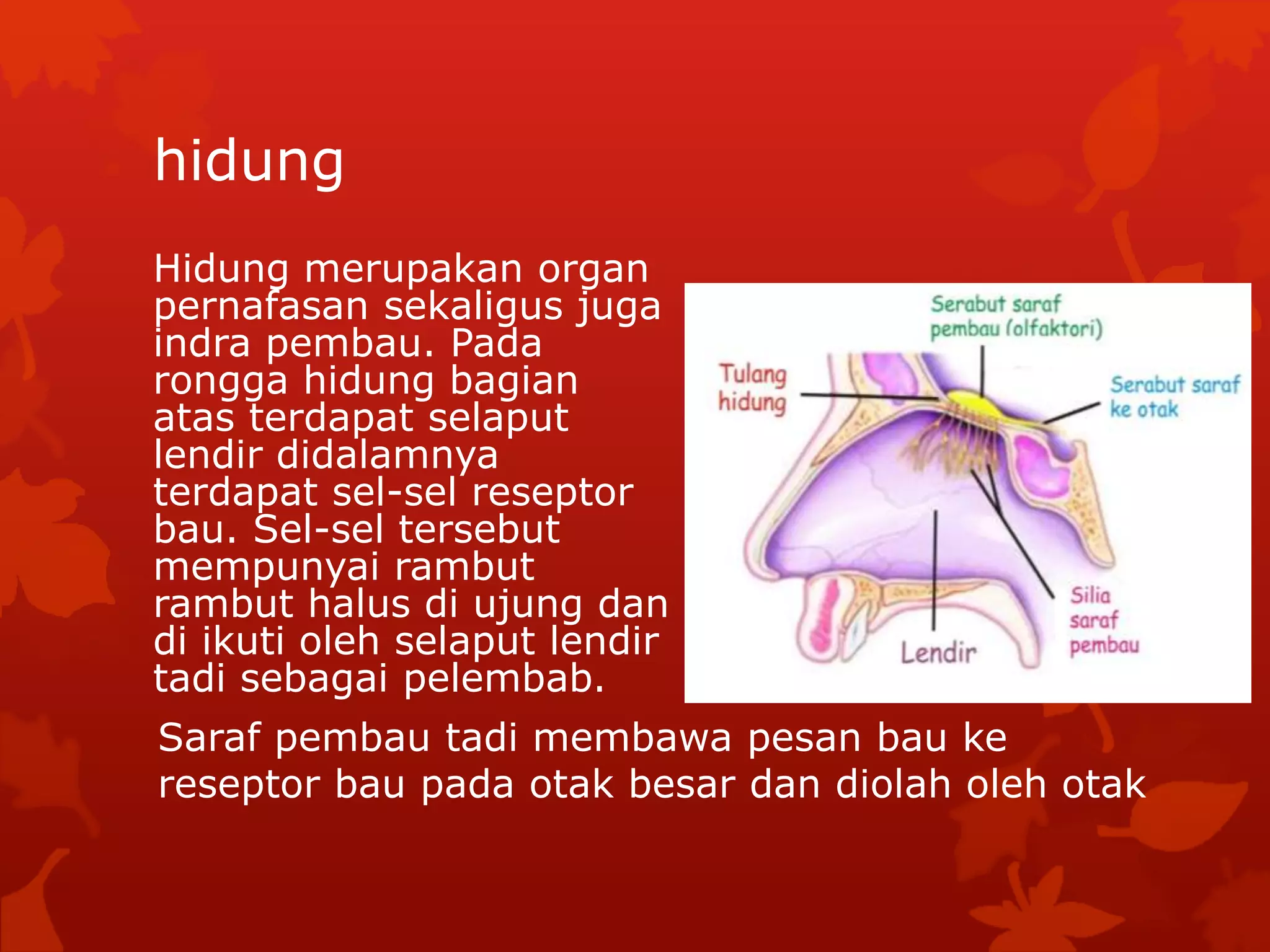 hidung
Hidung merupakan organ
pernafasan sekaligus juga
indra pembau. Pada
rongga hidung bagian
atas terdapat selaput
lendir didalamnya
terdapat sel-sel reseptor
bau. Sel-sel tersebut
mempunyai rambut
rambut halus di ujung dan
di ikuti oleh selaput lendir
tadi sebagai pelembab.
Saraf pembau tadi membawa pesan bau ke
reseptor bau pada otak besar dan diolah oleh otak
 