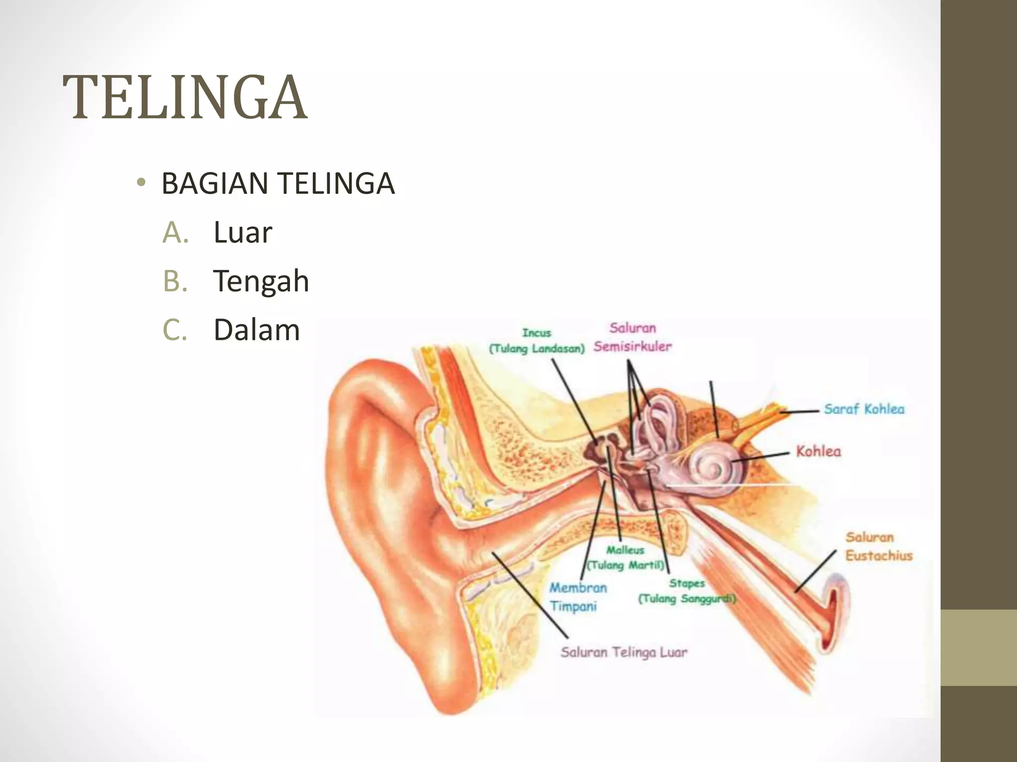 TELINGA
• BAGIAN TELINGA
A. Luar
B. Tengah
C. Dalam
 