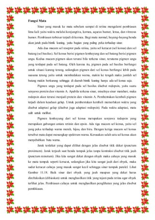 Fungsi Mata 
Sinar yang masuk ke mata sebelum sampai di retina mengalami pembiasan 
lima kali yaitu waktu melalui konjungtiva, kornea, aqueus humor, lensa, dan vitreous 
humor. Pembiasan terbesar terjadi di kornea. Bagi mata normal, bayang-bayang benda 
akan jatuh pada bintik kuning, yaitu bagian yang paling peka terhadap sinar. 
Ada dua macam sel reseptor pada retina, yaitu sel kerucut (sel konus) dan sel 
batang (sel basilus). Sel konus berisi pigmen lembayung dan sel batang berisi pigmen 
ungu. Kedua macam pigmen akan terurai bila terkena sinar, terutama pigmen ungu 
yang terdapat pada sel batang. Oleh karena itu, pigmen pada sel basilus berfungsi 
untuk situasi kurang terang, sedangkan pigmen dari sel konus berfungsi lebih pada 
suasana terang yaitu untuk membedakan warna, makin ke tengah maka jumlah sel 
batang makin berkurang sehingga di daerah bintik kuning hanya ada sel konus saja. 
Pigmen ungu yang terdapat pada sel basilus disebut rodopsin, yaitu suatu 
senyawa protein dan vitamin A. Apabila terkena sinar, misalnya sinar matahari, maka 
rodopsin akan terurai menjadi protein dan vitamin A. Pembentukan kembali pigmen 
terjadi dalam keadaan gelap. Untuk pembentukan kembali memerlukan waktu yang 
disebut adaptasi gelap (disebut juga adaptasi rodopsin). Pada waktu adaptasi, mata 
sulit untuk melihat. 
Pigmen lembayung dari sel konus merupakan senyawa iodopsin yang 
merupakan gabungan antara retinin dan opsin. Ada tiga macam sel konus, yaitu sel 
yang peka terhadap warna merah, hijau, dan biru. Dengan ketiga macam sel konus 
tersebut mata dapat menangkap spektrum warna. Kerusakan salah satu sel konus akan 
menyebabkan buta warna. 
Jarak terdekat yang dapat dilihat dengan jelas disebut titik dekat (punctum 
proximum). Jarak terjauh saat benda tampak jelas tanpa kontraksi disebut titik jauh 
(punctum remotum). Jika kita sangat dekat dengan obyek maka cahaya yang masuk 
ke mata tampak seperti kerucut, sedangkan jika kita sangat jauh dari obyek, maka 
sudut kerucut cahaya yang masuk sangat kecil sehingga sinar tampak paralel. Lihat 
Gambar 11.18. Baik sinar dari obyek yang jauh maupun yang dekat harus 
direfraksikan (dibiaskan) untuk menghasilkan titik yang tajam pada retina agar obyek 
terlihat jelas. Pembiasan cahaya untuk menghasilkan penglihatan yang jelas disebut 
pemfokusan. 
 