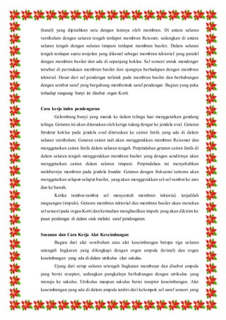 (kanal) yang dipisahkan satu dengan lainnya oleh membran. Di antara saluran 
vestibulum dengan saluran tengah terdapat membran Reissner, sedangkan di antara 
saluran tengah dengan saluran timpani terdapat membran basiler. Dalam saluran 
tengah terdapat suatu tonjolan yang dikenal sebagai membran tektoria l yang paralel 
dengan membran basiler dan ada di sepanjang koklea. Sel sensori untuk mendengar 
tersebar di permukaan membran basiler dan ujungnya berhadapan dengan membran 
tektorial. Dasar dari sel pendengar terletak pada membran basiler dan berhubungan 
dengan serabut saraf yang bergabung membentuk saraf pendengar. Bagian yang peka 
terhadap rangsang bunyi ini disebut organ Korti. 
Cara kerja indra pendengaran 
Gelombang bunyi yang masuk ke dalam telinga luar menggetarkan gendang 
telinga. Getaran ini akan diteruskan oleh ketiga tulang dengar ke jendela oval. Getaran 
Struktur koklea pada jendela oval diteruskan ke cairan limfa yang ada di dalam 
saluran vestibulum. Getaran cairan tadi akan menggerakkan membran Reissmer dan 
menggetarkan cairan limfa dalam saluran tengah. Perpindahan getaran cairan limfa di 
dalam saluran tengah menggerakkan membran basher yang dengan sendirinya akan 
menggetarkan cairan dalam saluran timpani. Perpindahan ini menyebabkan 
melebarnya membran pada jendela bundar. Getaran dengan frekuensi tertentu akan 
menggetarkan selaput-selaput basiler, yang akan menggerakkan sel-sel rambut ke atas 
dan ke bawah. 
Ketika rambut-rambut sel menyentuh membran tektorial, terjadilah 
rangsangan (impuls). Getaran membran tektorial dan membran basiler akan menekan 
sel sensori pada organ Korti dan kemudian menghasilkan impuls yang akan dikirim ke 
pusat pendengar di dalam otak melalui saraf pendengaran. 
Susunan dan Cara Kerja Alat Keseimbangan 
Bagian dari alat vestibulum atau alat keseimbangan berupa tiga sa luran 
setengah lingkaran yang dilengkapi dengan organ ampula (kristal) dan organ 
keseimbangan yang ada di dalam utrikulus clan sakulus. 
Ujung dari setup saluran setengah lingkaran membesar dan disebut ampula 
yang berisi reseptor, sedangkan pangkalnya berhubungan dengan utrikulus yang 
menuju ke sakulus. Utrikulus maupun sakulus berisi reseptor keseimbangan. Alat 
keseimbangan yang ada di dalam ampula terdiri dari kelompok sel saraf sensori yang 
 