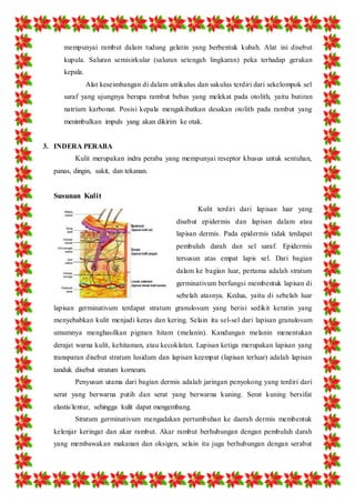 mempunyai rambut dalam tudung gelatin yang berbentuk kubah. Alat ini disebut 
kupula. Saluran semisirkular (saluran setengah lingkaran) peka terhadap gerakan 
kepala. 
Alat keseimbangan di dalam utrikulus dan sakulus terdiri dari sekelompok sel 
saraf yang ujungnya berupa rambut bebas yang melekat pada otolith, yaitu butiran 
natrium karbonat. Posisi kepala mengakibatkan desakan otolith pada rambut yang 
menimbulkan impuls yang akan dikirim ke otak. 
3. INDERA PERABA 
Kulit merupakan indra peraba yang mempunyai reseptor khusus untuk sentuhan, 
panas, dingin, sakit, dan tekanan. 
Susunan Kulit 
Kulit terdiri dari lapisan luar yang 
disebut epidermis dan lapisan dalam atau 
lapisan dermis. Pada epidermis tidak terdapat 
pembuluh darah dan sel saraf. Epidermis 
tersusun atas empat lapis sel. Dari bagian 
dalam ke bagian luar, pertama adalah stratum 
germinativum berfungsi membentuk lapisan di 
sebelah atasnya. Kedua, yaitu di sebelah luar 
lapisan germinativum terdapat stratum granulosum yang berisi sedikit keratin yang 
menyebabkan kulit menjadi keras dan kering. Selain itu sel-sel dari lapisan granulosum 
umumnya menghasilkan pigmen hitam (melanin). Kandungan melanin menentukan 
derajat warna kulit, kehitaman, atau kecoklatan. Lapisan ketiga merupakan lapisan yang 
transparan disebut stratum lusidum dan lapisan keempat (lapisan terluar) adalah lapisan 
tanduk disebut stratum korneum. 
Penyusun utama dari bagian dermis adalah jaringan penyokong yang terdiri dari 
serat yang berwarna putih dan serat yang berwarna kuning. Serat kuning bersifat 
elastis/lentur, sehingga kulit dapat mengembang. 
Stratum germinativum mengadakan pertumbuhan ke daerah dermis membentuk 
kelenjar keringat dan akar rambut. Akar rambut berhubungan dengan pembuluh darah 
yang membawakan makanan dan oksigen, selain itu juga berhubungan dengan serabut 
 