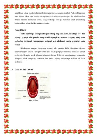 saraf. Pada setiap pangkal akar rambut melekat otot penggerak rambut. Pada waktu dingin 
atau merasa takut, otot rambut mengerut dan rambut menjadi tegak. Di sebelah dalam 
dermis terdapat timbunan lemak yang berfungsi sebagai bantalan untuk melindungi 
bagian dalam tubuh dari kerusakan mekanik. 
Fungsi Kulit 
Kulit berfungsi sebagai alat pelindung bagian dalam, misalnya otot dan 
tulang; sebagai alat peraba dengan dilengkapi bermacam reseptor yang peka 
terhadap berbagai rangsangan; sebagai alat ekskresi; serta pengatur suhu 
tubuh. 
Sehubungan dengan fungsinya sebagai alat peraba, kulit dilengkapi dengan 
reseptorreseptor khusus. Reseptor untuk rasa sakit ujungnya menjorok masuk ke daerah 
epidermis. Reseptor untuk tekanan, ujungnya berada di dermis yang jauh dari epidermis. 
Reseptor untuk rangsang sentuhan dan panas, ujung reseptornya terletak di dekat 
epidermis. 
4. INDERA PENGECAP 
Gbr. Lidah 
 