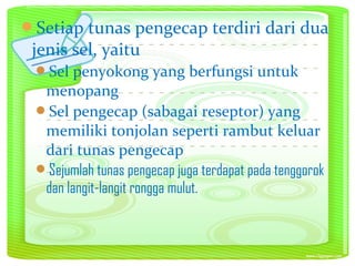 Setiap tunas pengecap terdiri dari dua
jenis sel, yaitu
Sel penyokong yang berfungsi untuk
menopang
Sel pengecap (sabagai reseptor) yang
memiliki tonjolan seperti rambut keluar
dari tunas pengecap
Sejumlah tunas pengecap juga terdapat pada tenggorok
dan langit-langit rongga mulut.
 