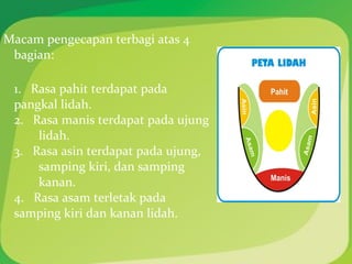 Macam pengecapan terbagi atas 4
bagian:
1. Rasa pahit terdapat pada
pangkal lidah.
2. Rasa manis terdapat pada ujung
lidah.
3. Rasa asin terdapat pada ujung,
samping kiri, dan samping
kanan.
4. Rasa asam terletak pada
samping kiri dan kanan lidah.
 