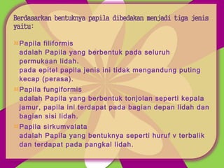 ¤Papila filiformis
adalah Papila yang berbentuk pada seluruh
permukaan lidah.
pada epitel papila jenis ini tidak mengandung puting
kecap (perasa).
¤Papila fungiformis
adalah Papila yang berbentuk tonjolan seperti kepala
jamur, papila ini terdapat pada bagian depan lidah dan
bagian sisi lidah.
¤Papila sirkumvalata
adalah Papila yang bentuknya seperti huruf v terbalik
dan terdapat pada pangkal lidah.
 