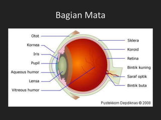 Bagian Mata
 