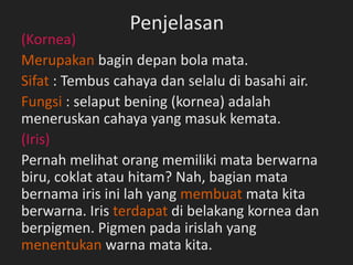 Penjelasan
(Kornea)
Merupakan bagin depan bola mata.
Sifat : Tembus cahaya dan selalu di basahi air.
Fungsi : selaput bening (kornea) adalah
meneruskan cahaya yang masuk kemata.
(Iris)
Pernah melihat orang memiliki mata berwarna
biru, coklat atau hitam? Nah, bagian mata
bernama iris ini lah yang membuat mata kita
berwarna. Iris terdapat di belakang kornea dan
berpigmen. Pigmen pada irislah yang
menentukan warna mata kita.
 