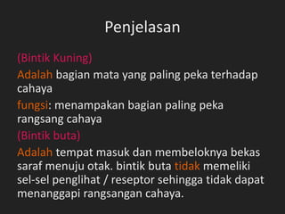 Penjelasan
(Bintik Kuning)
Adalah bagian mata yang paling peka terhadap
cahaya
fungsi: menampakan bagian paling peka
rangsang cahaya
(Bintik buta)
Adalah tempat masuk dan membeloknya bekas
saraf menuju otak. bintik buta tidak memeliki
sel-sel penglihat / reseptor sehingga tidak dapat
menanggapi rangsangan cahaya.
 